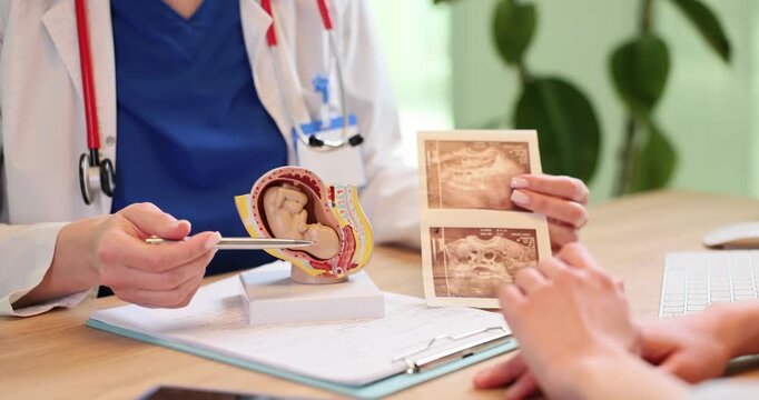 Doctor shows fetus model and ultrasound images to woman in clinic. Gynecologist monitors pregnancy development with patient in hospital slow motin