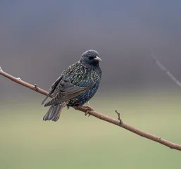European Starling with Iridescent Plumage Perched on Bare Branch © World Travel Photos