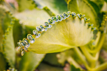 Naklejka premium Close view of a succulent plant with water droplets on its leaves in a garden setting during daylight hours