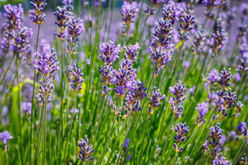 Fototapeta premium Fields of lavender bloom under sunlight in a rural area during summer months attracting visitors to enjoy the view