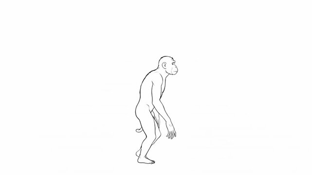 Hand drawn human evolution animation sequence from ape to modern man side view isolated on white