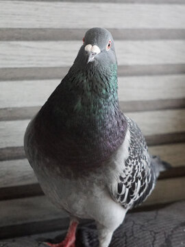 Bieftaube