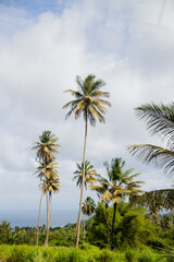 Fototapeta premium Swaying Coconut Palms with Caribbean Sea View