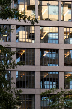 Square window grid and tree branches cover an urban building facade, where architecture, glass, reflection, vertical rhythm, and exterior shadow create depth