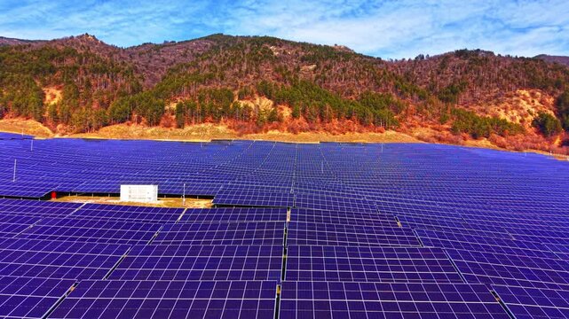Solar panels filling hillside below pine forest, Bulgaria. Drone shot of dense blue panel field against mixed conifer and bare deciduous trees under blue sky.