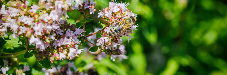 Bee collects nectar from small pink flowers in a garden during the daytime in spring © Fleuronica