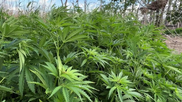 Wild cannabis thickets in the Dniester Delta