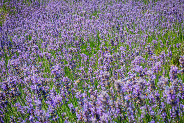 Fototapeta premium Lavender field blooms in the afternoon sun, attracting bees and visitors during summer season