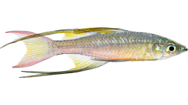 fish, silver fish, fish png