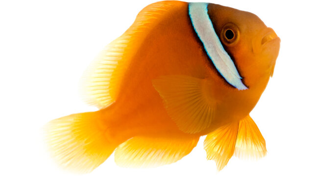 clownfish, nemo fish, tropical fish, aquarium fish, orange fish, reef fish