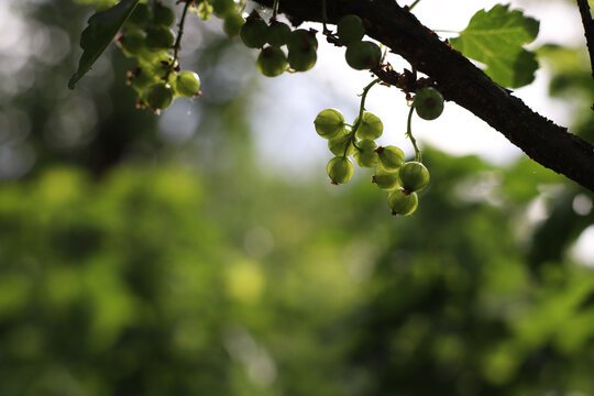 Unripe green currants on a bush. Growing currants in the garden