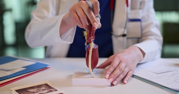 Doctor points at human kidney anatomical model with metal pen in clinic. Woman medic shows body organ structure during hospital education slow motion
