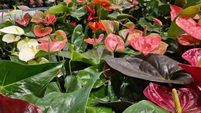 Assortment of bright Anthurium flowers. Blooming red anthurium with glossy leaves. Sale of exotic flowers in the garden department of the store. The plant has rich green heart-shaped leaves. Nature