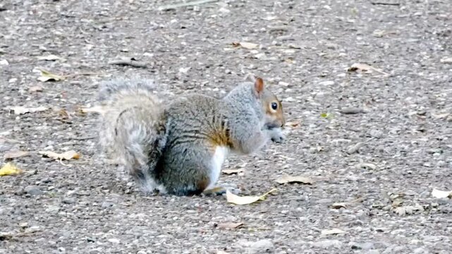 A grey squirrel (Sciurus carolinensis) forages on a gravel footpath. The squirrel picks up nuts or seeds and, holding them between it's front paws, nibbles them. 