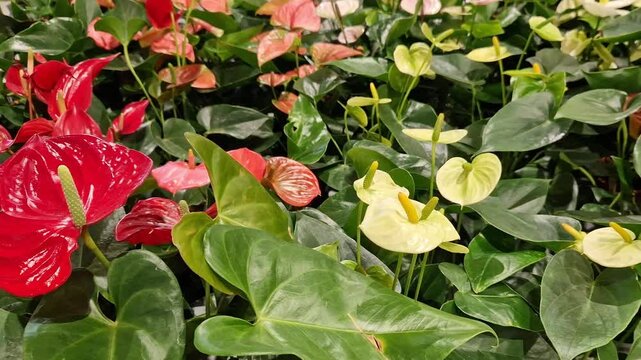 Assortment of bright Anthurium flowers. Blooming red anthurium with glossy leaves. Sale of exotic flowers in the garden department of the store. The plant has rich green heart-shaped leaves. Nature