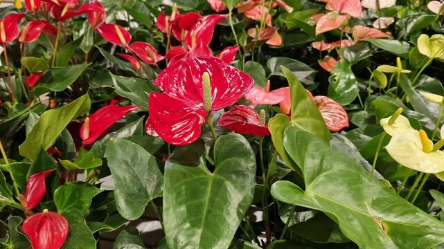 Assortment of bright Anthurium flowers. Blooming red anthurium with glossy leaves. Sale of exotic flowers in the garden department of the store. The plant has rich green heart-shaped leaves. Nature