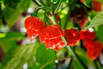 Obraz premium Red hot peppers grow on a plant in a garden during a sunny day in the summer season