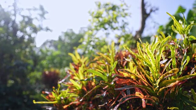 Closeup view of croton plant leaves showing colorful patterns and vibrant foliage