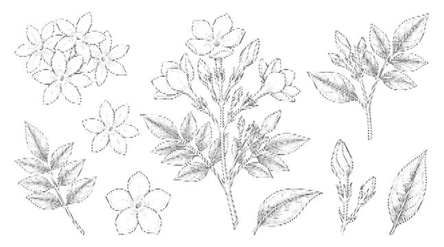 Set of antique jasmine botanical illustrations in a vintage, hand-drawn stipple or halftone style. Includes various jasmine flowers, buds, and leaves, perfect for design projects.