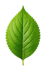 Obraz premium PNG Vibrant green leaf isolated.