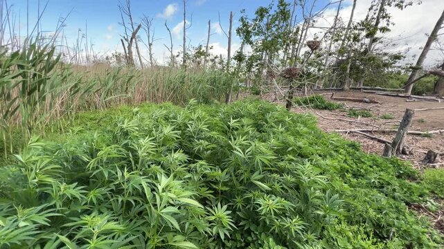 Wild cannabis thickets in the Dniester Delta