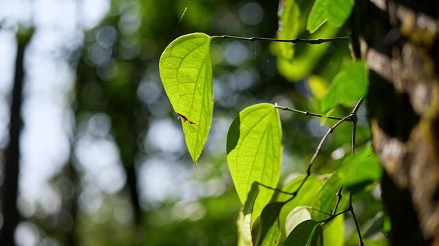 Closeup view of green leaves showing fresh texture and natural patterns in detail
