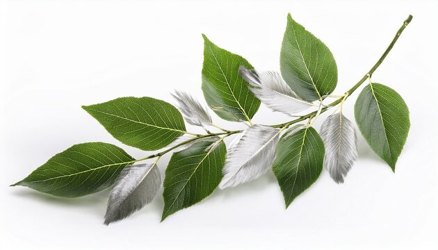 Salix Alba The White Willow Tree Isolated On White With Green Silver Leaves