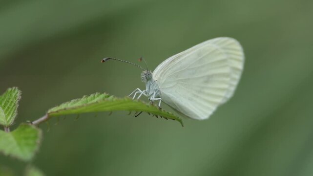 Mariposa blanquita de la madera Leptidea sinapis posada en una rama de zarza, Barranco de la Encantada, Beniarr&eacute;s, Espa&ntilde;a