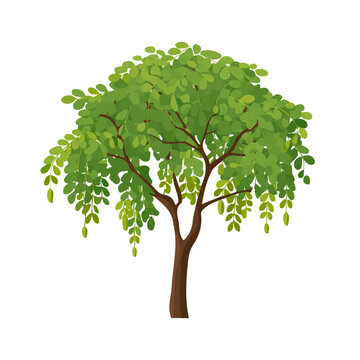 Moringa Tree &mdash; flat 2D vector artwork created in a clean, modern, and minimal style on white background.