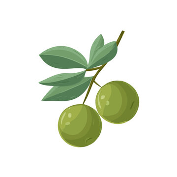 Ziziphus flat vector illustration in a modern and simple 2D style, placed on a white background.