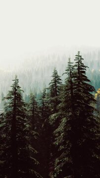 Tall trees stand in a forest with fog filling the background. The setting shows a natural scene where sunlight barely breaks through the clouds. The air looks fresh and cool.