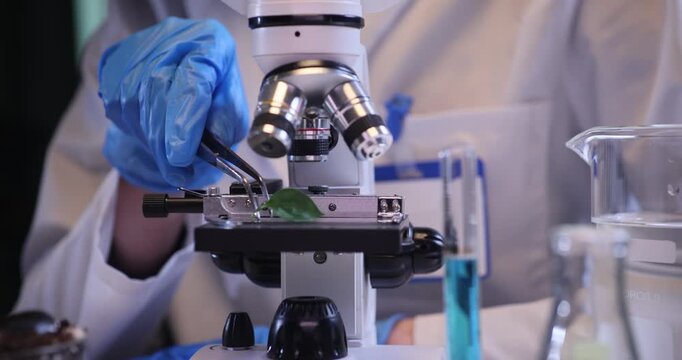 Female biologist places small green leaf under microscope in lab. Scientist conducts research of fresh plant with magnifying equipment indoors