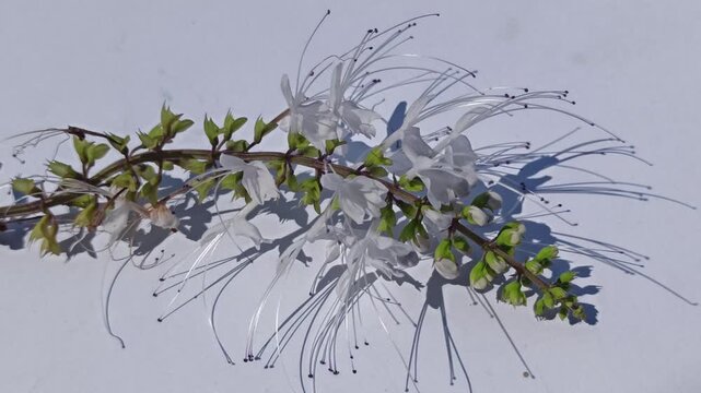 Cat's whiskers flower isolated on a white background, showcasing delicate blooms and botanical details with a clean look.
