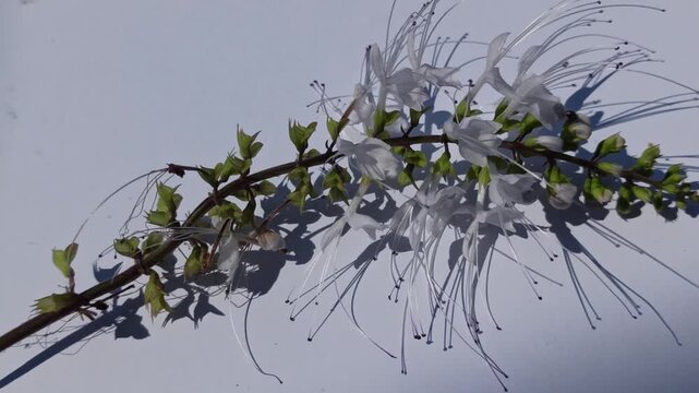 Cat's whiskers flower isolated on a white background, showcasing delicate blooms and botanical details with a clean look.