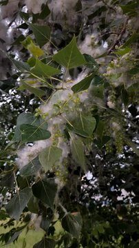  Fluffy white cottonwood fluff clusters on green summer tree branches