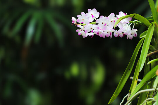 Beautiful white orchid flowers blooming with green bokeh background.