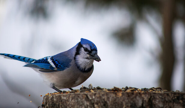Blue Jay Holding Sunflower Seed on Tree Stump in Winter