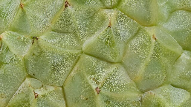 Close-up view of the textured green skin of a tropical fruit, showing its segmented and bumpy surface pattern.
