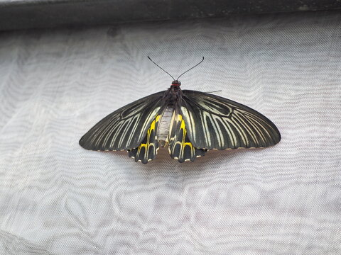 The Golden Birdwing, with its hind wings alternating between golden yellow and black, is perched on a white net. Troides aeacus belongs to the Papilionidae family. It is large and beautiful butterfly

