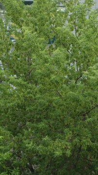 Vibrant green ash tree leaves on lush dense branches