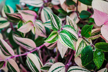Fototapeta premium Green and pink leaves with water droplets on a plant in a natural setting near urban area during daylight