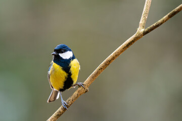 Great tit Parus major perched on diagonal branch in forest © fotomaster