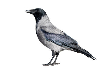 Obraz premium Hooded crow Corvus cornix side view isolated on white background