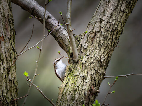 Eurasian treecreeper Certhia familiaris climbing tree trunk in spring forest