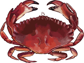 vector illustration of a red rock crab (Cancer productus) with large pincers © dolphinno