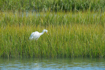 Obraz premium Great Egret with a Fish in the tall Grass of a Salt Marsh
