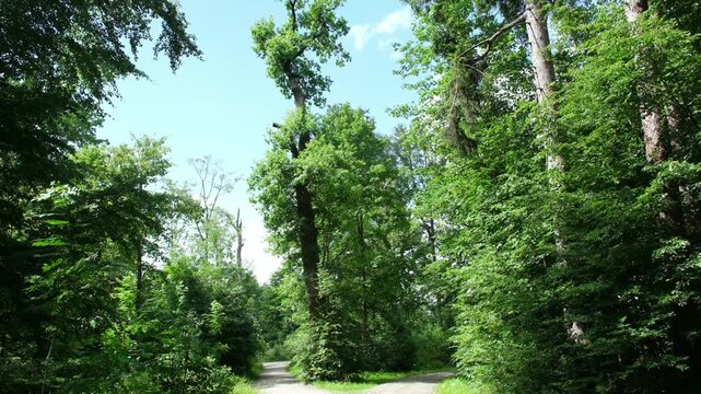 Weg Abzweigung im Wald, zwei Wege der Entscheidung, links oder rechts, Natur im Sommer in einem Schweizer Waldgebiet 
