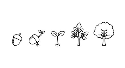 A hand drawn illustration showing the life cycle of an oak tree from acorn to mature tree. © Syakira_Muhtar