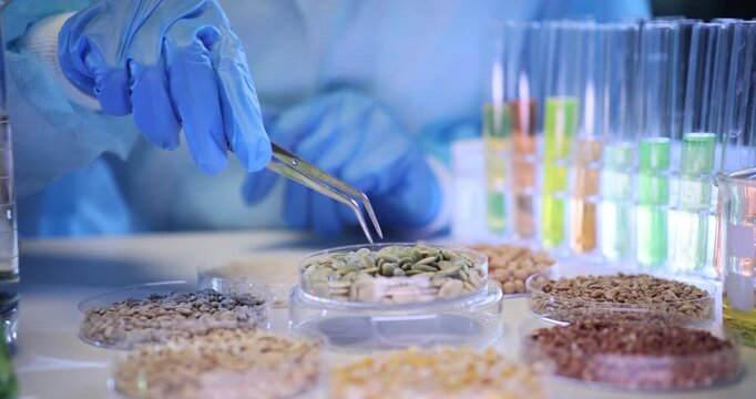 Laboratory employee studies pumpkin seeds for signs of genetic engineering. Scientific worker uses metal tweezers to examine small pumpkin seeds