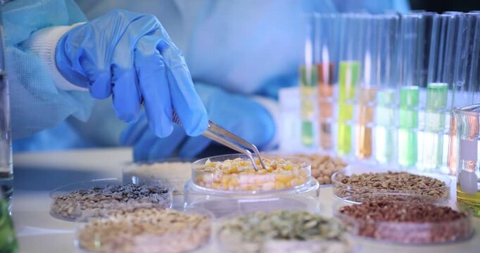 Scientific worker studies corn seed samples for GMO characteristics in lab. Laboratory assistant studies samples for possible genetic modifications
